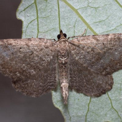 Philereme vetulata (píďalka řešetláková), NPP Červený kopec