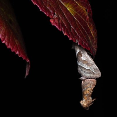 Triodia sylvina (hrotnokřídlec salátový), PP Kamenice u Hlohovce