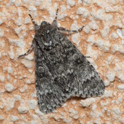 Acronicta megacephala (šípověnka velkohlavá), IT, Kuens, Jižní Tyrolsko