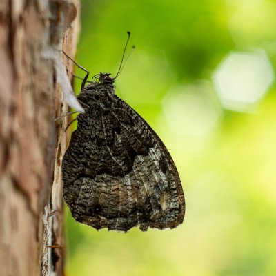 Hipparchia fagi (okáč medyňkový), PR Kamenný vrch