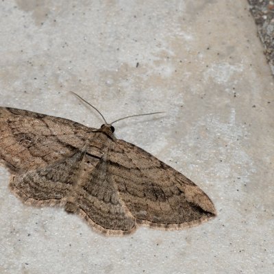 Horisme tersata (píďalka plaménková), IT, Kuens, Jižní Tyrolsko