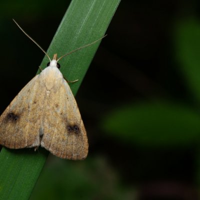 Rivula sericealis (trávnička luční), PP Augšperský potok