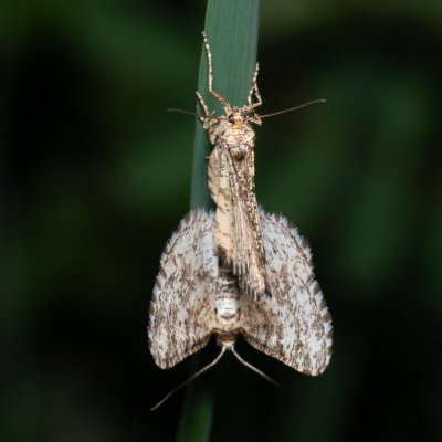 Heliomata glarearia (kropenatec žlutavý), Hády