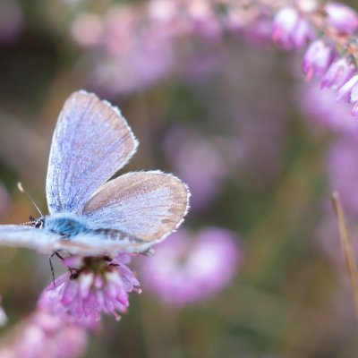 Plebejus argus (modrásek černolemý), PR Biskoupský kopec