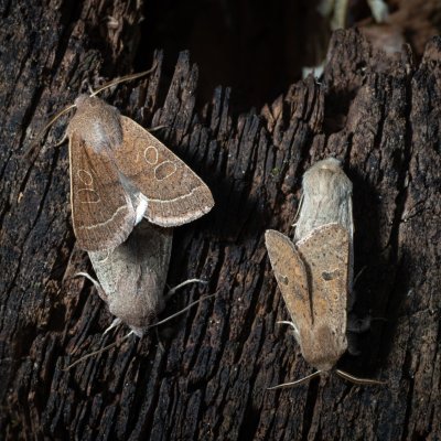 Orthosia cerasi (jarnice lipová), Orthosia cruda (jarnice menší), Žebětín