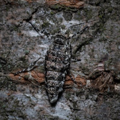 Phigalia pilosaria (drsnokřídlec hrušňový), PR Kamenný vrch