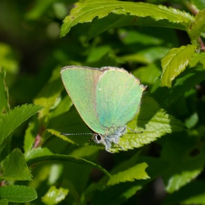 Callophrys rubi (ostruháček ostružinový), PR Kamenný vrch