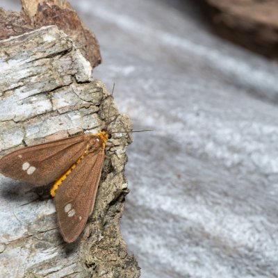 Dysauxes ancilla (běloskvrnáč lišejníkový), Augšperský potok