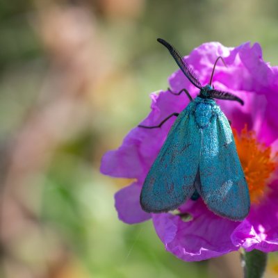 Adscita sp., GR, Arakli, Korfu