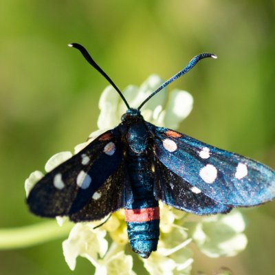Zygaena ephialtes (vřetenuška čičorková), Vilémovice