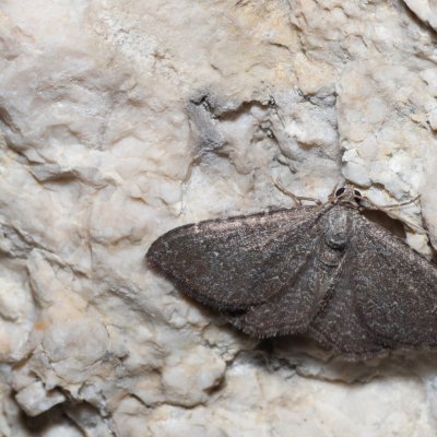 Cataclysme riguata (vlnočárník mařinkový), NPR Děvín