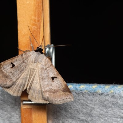 Lygephila pastinum (hnědopáska obecná), NPP Červený kopec