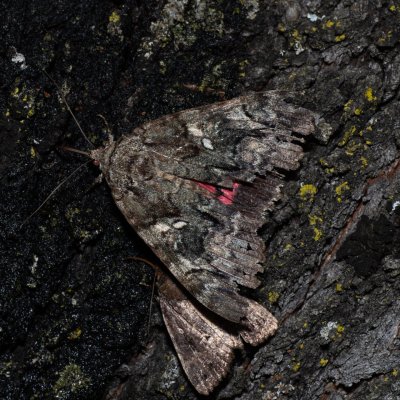 Catocala dilecta (stužkonoska plachá), HR, Jablanac