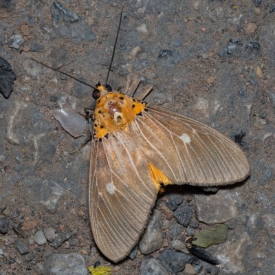 Asota caricae (-), TH, Khao Sok