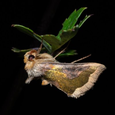 Diachrysia stenochrysis (kovolesklec podvojný), PP Skalky u Sedlece