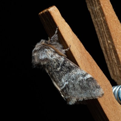 Drymonia dodonaea (hřbetozubec hnědý), Devět křížů