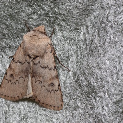 Agrotis cinerea (osenice popelavá), PR Kamenný vrch