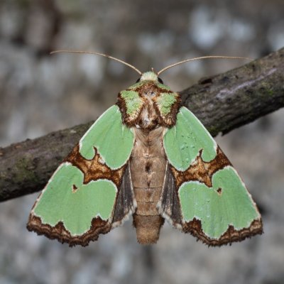 Staurophora celsia (travařka ozdobná), Hodonín - Zbrod