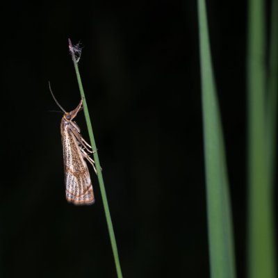 Thisanotia chrysonuchella (travařík kostřavový), PR Kamenný vrch