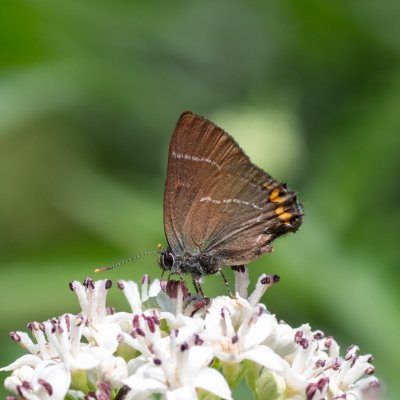 Satyrium w-album (ostruháček jilmový), Helenčino údolí