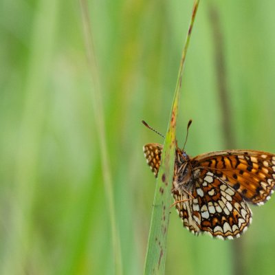Melitaea diamina (hnědásek rozrazilový), SK, Štôla