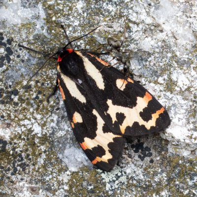 Parasemia plantaginis (přástevník jitrocelový), SK, Štrbské pleso, Tatry