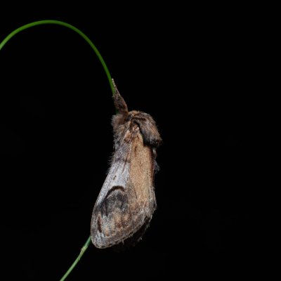 Notodonta ziczac (hřbetozubec vrbový), Hrabětice