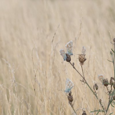 Polyommatus coridon (modrásek vikvicový), NPR Mohelenská hadcová step