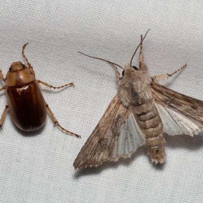 Dicranura ulmi (hřbetozubec jilmový), PR Kamenný vrch