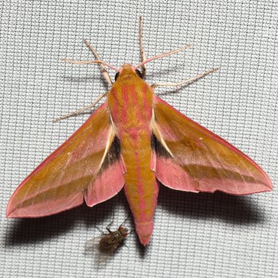 Deilephila elpenor (lišaj vrbkový), PP Na cvičišti