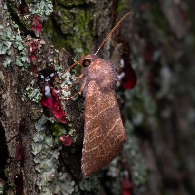 Atethmia ambusta (zlatokřídlec hrušňový), PP Kamenice u Hlohovce