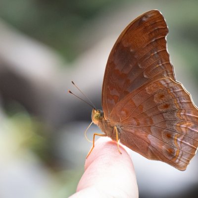 Terinos atlita (-), TH, Khao Sok