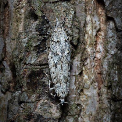 Diurnea fagella (šedivěnka jarní), Žebětín