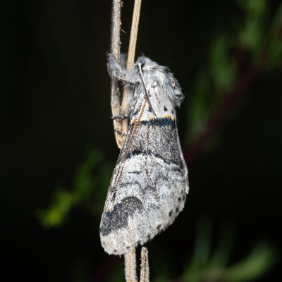 Furcula bifida (hranostajník osikový), NPP Červený kopec