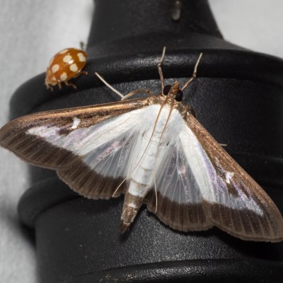 Cydalima perspectalis (zavíječ zimostrázový), Hády - lesní lom