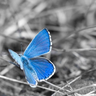 Polyommatus bellargus (modrásek jetelový), PR Kamenný vrch
