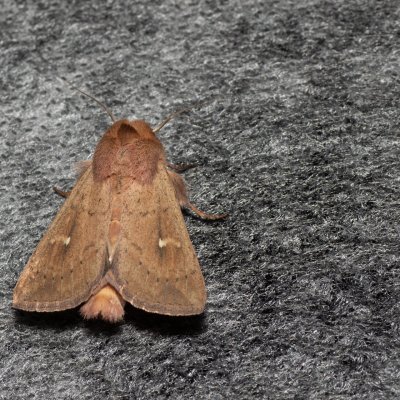 Mythimna ferrago (plavokřídlec bledoskvrnný), Lysá hora u Ochozu