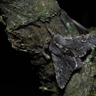 Brachionycha nubeculosa (dřevobarvec jarní), Kývalka