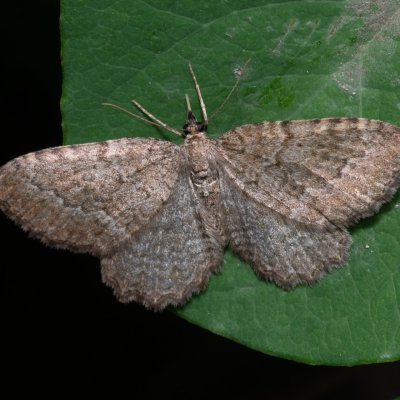 Philereme vetulata (píďalka řešetláková), PR Svatý kopeček