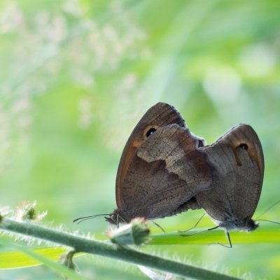 Maniola jurtina (okáč luční), Podkomorské lesy