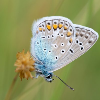 Polyommatus icarus (modrásek jehlicový), PR Kamenný vrch