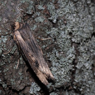 Xylena exsoleta (dřevobarvec bodlákový), PR Kamenný vrch
