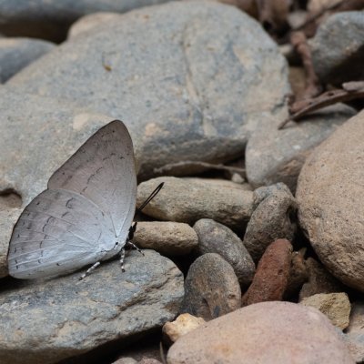 Curetis sp., TH, Sri Phang Nga