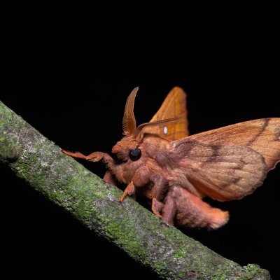 Odonestis pruni (bourovec švestkový), PP Na cvičišti