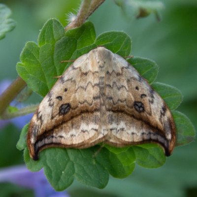Drepana falcataria (srpokřídlec vrbový), Přírodní park Rakovecké údolí