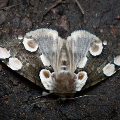 Thyatira batis (můřice očkovaná), Žebětín