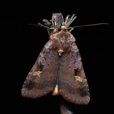 Diarsia brunnea (osenice hnědá), NPP Jeskyně Pekárna