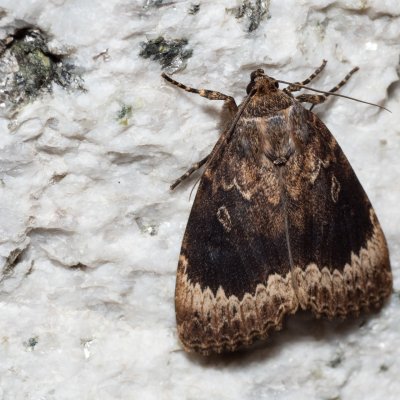 Amphipyra perflua (blýskavka lemovaná), SK, Štôla