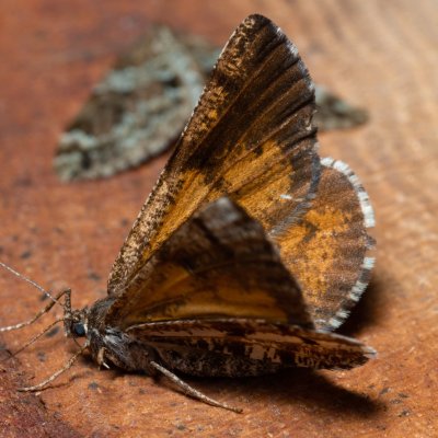 Bupalus piniaria (tmavoskvrnáč borový), Devět křížů