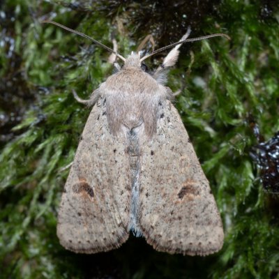 Orthosia cruda (jarnice menší), Žebětín